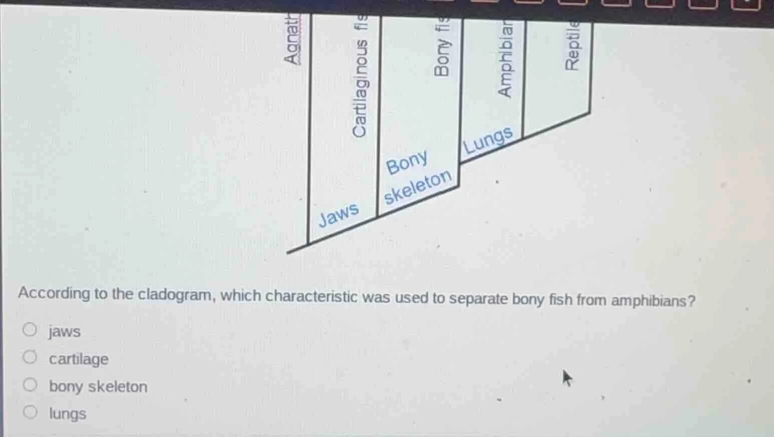according to the cladogram, which characteristic was used to separate b…