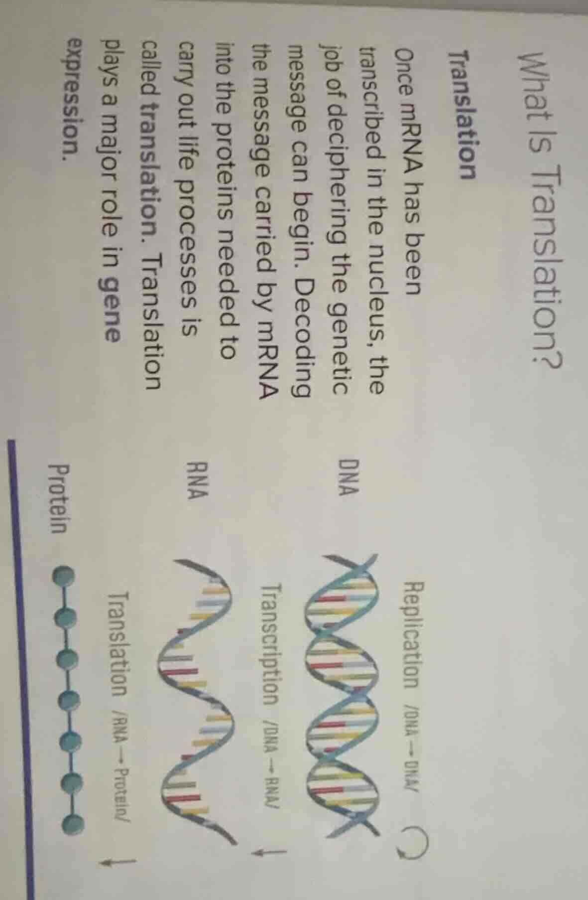 what is translation? translation once mrna has been transcribed in the …