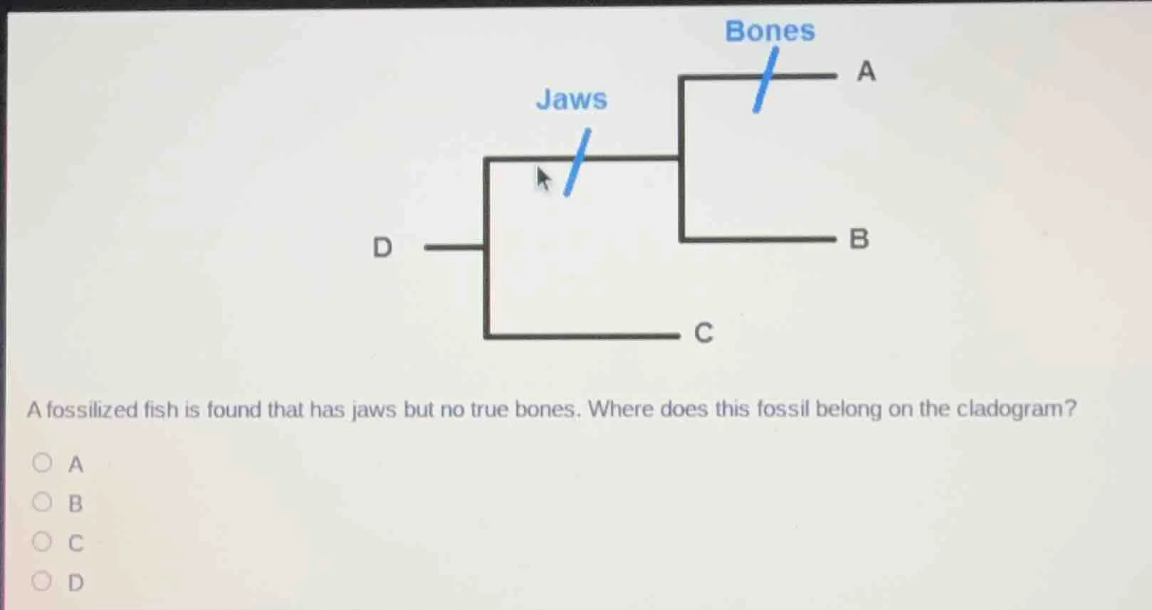 a fossilized fish is found that has jaws but no true bones. where does …
