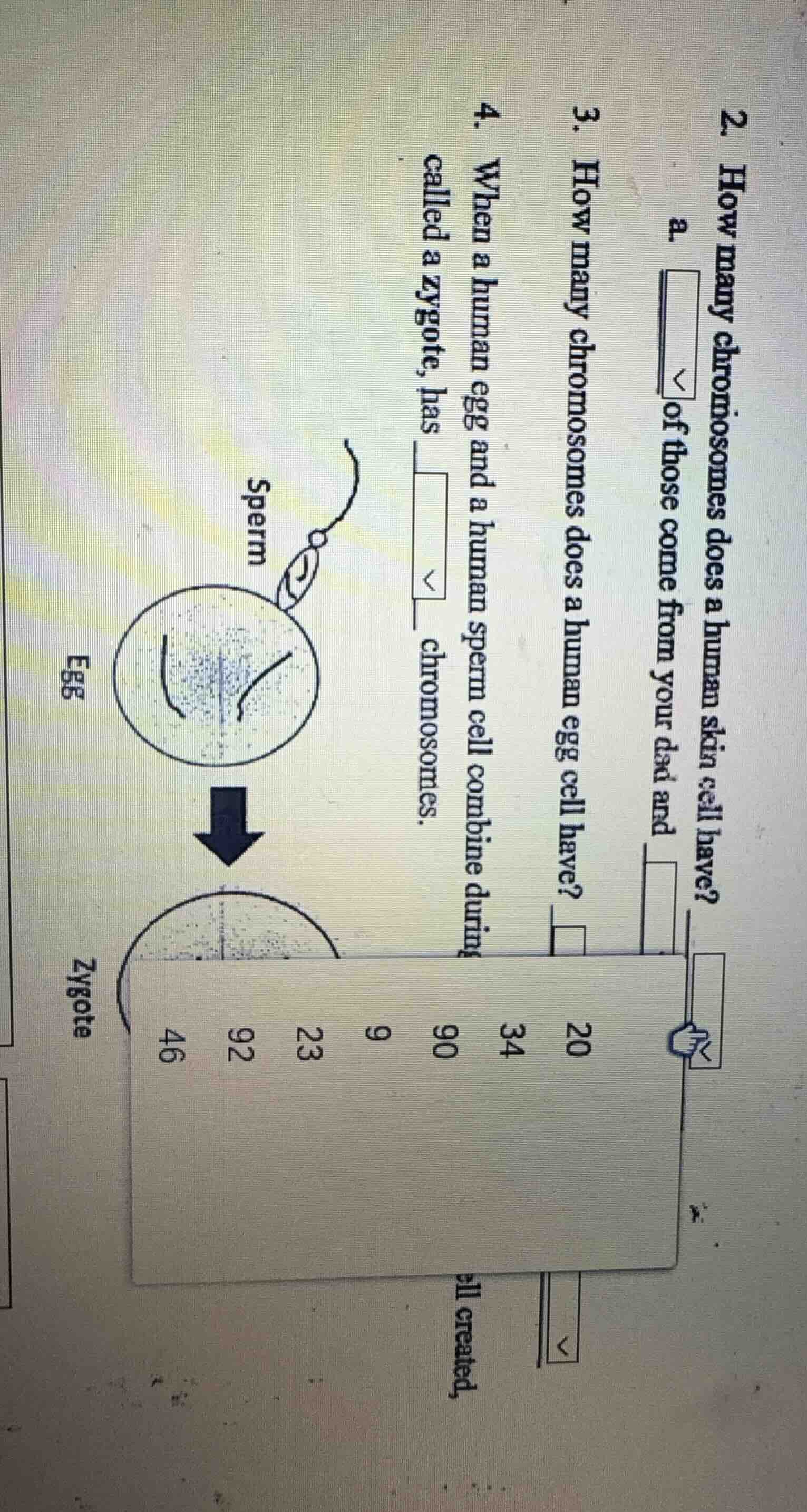 2. how many chromosomes does a human skin cell have? a __ of those come…