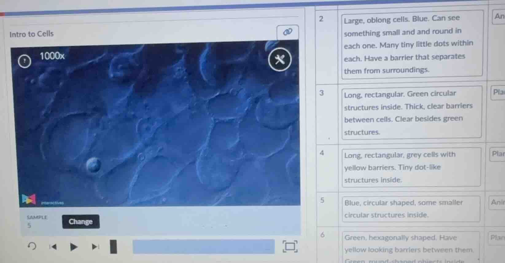 intro to cells sample 5 change 2 large, oblong cells. blue. can see som…