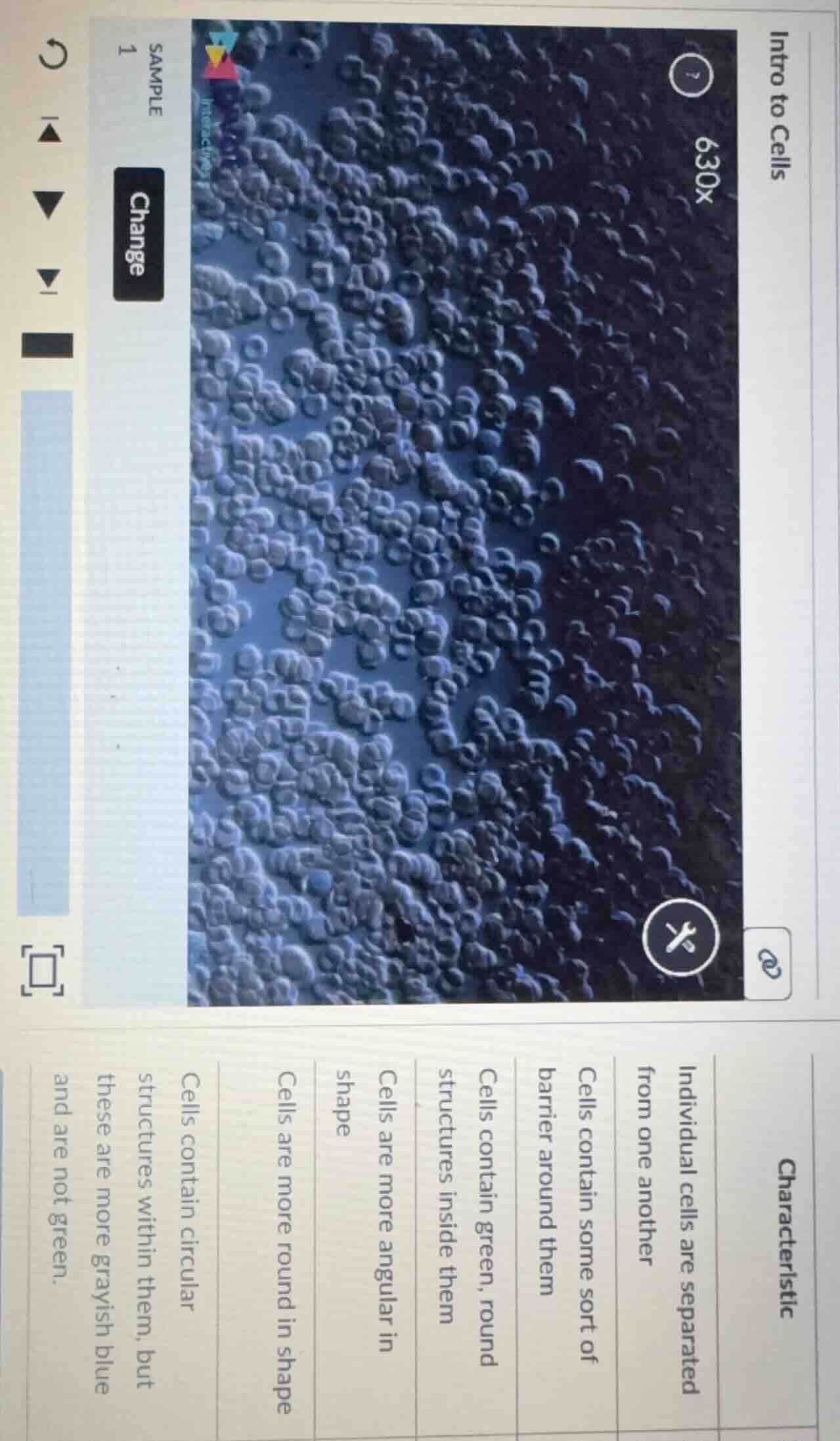 intro to cells sample 1 change 630x characteristic individual cells are…