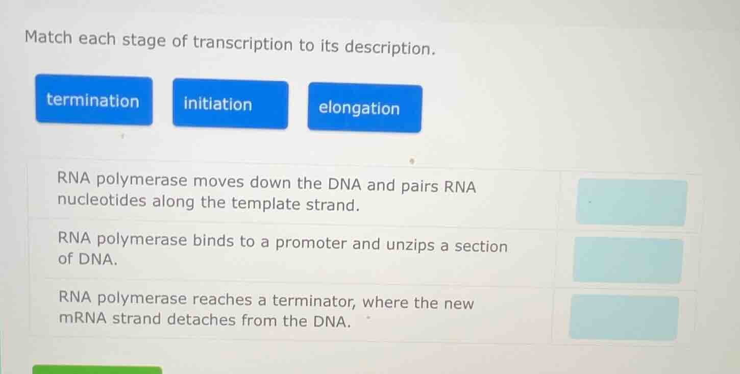 match each stage of transcription to its description. termination initi…