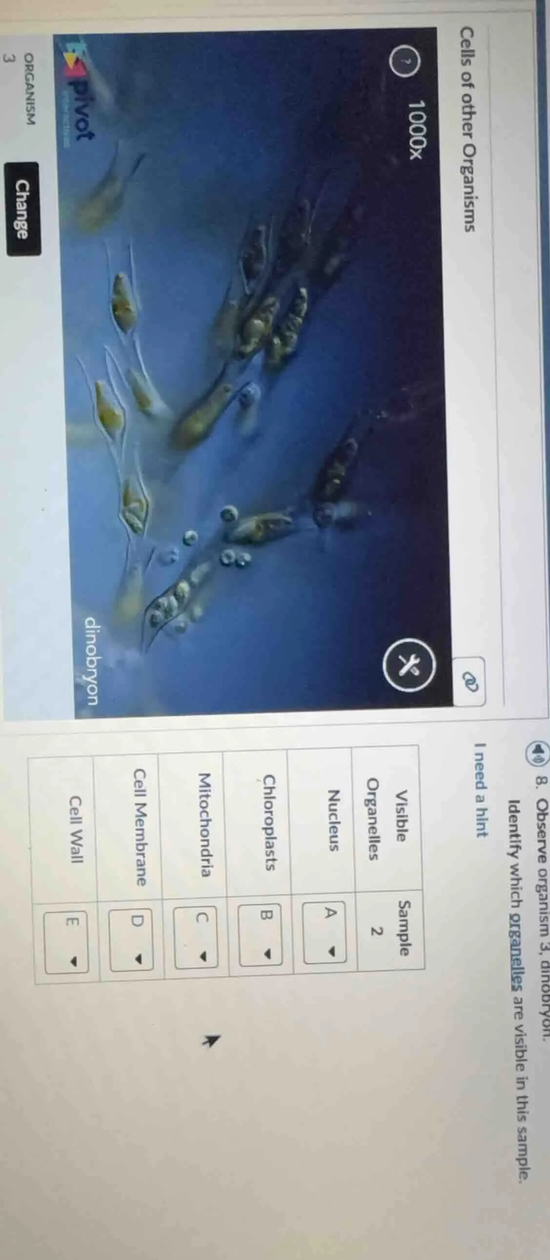 cells of other organisms 1000x dinobyon organism 3 change 8. observe or…