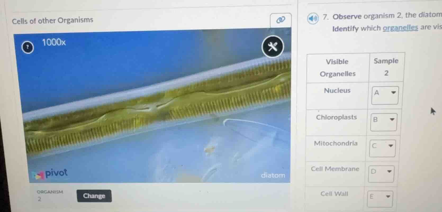 cells of other organisms 7. observe organism 2, the diatom identify whi…