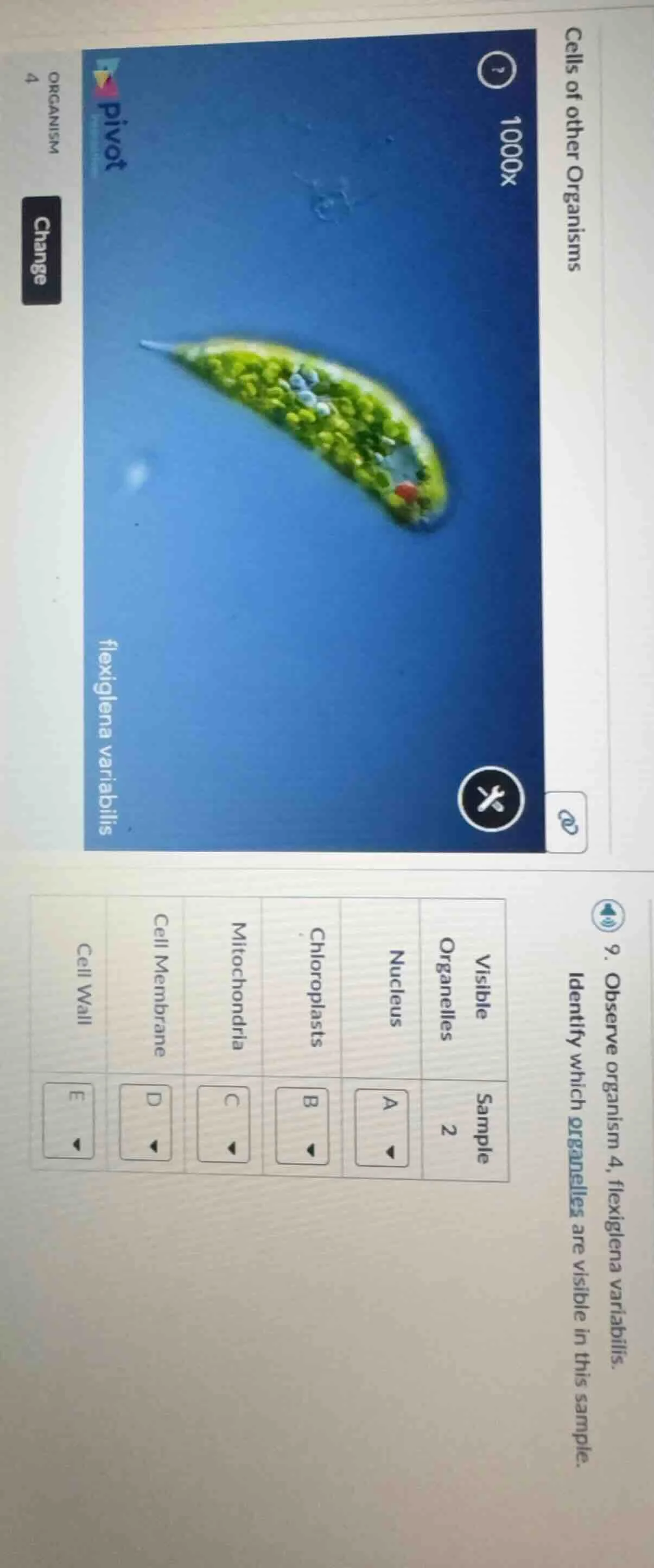 cells of other organisms 9. observe organism 4, flexiglena variabilis. …