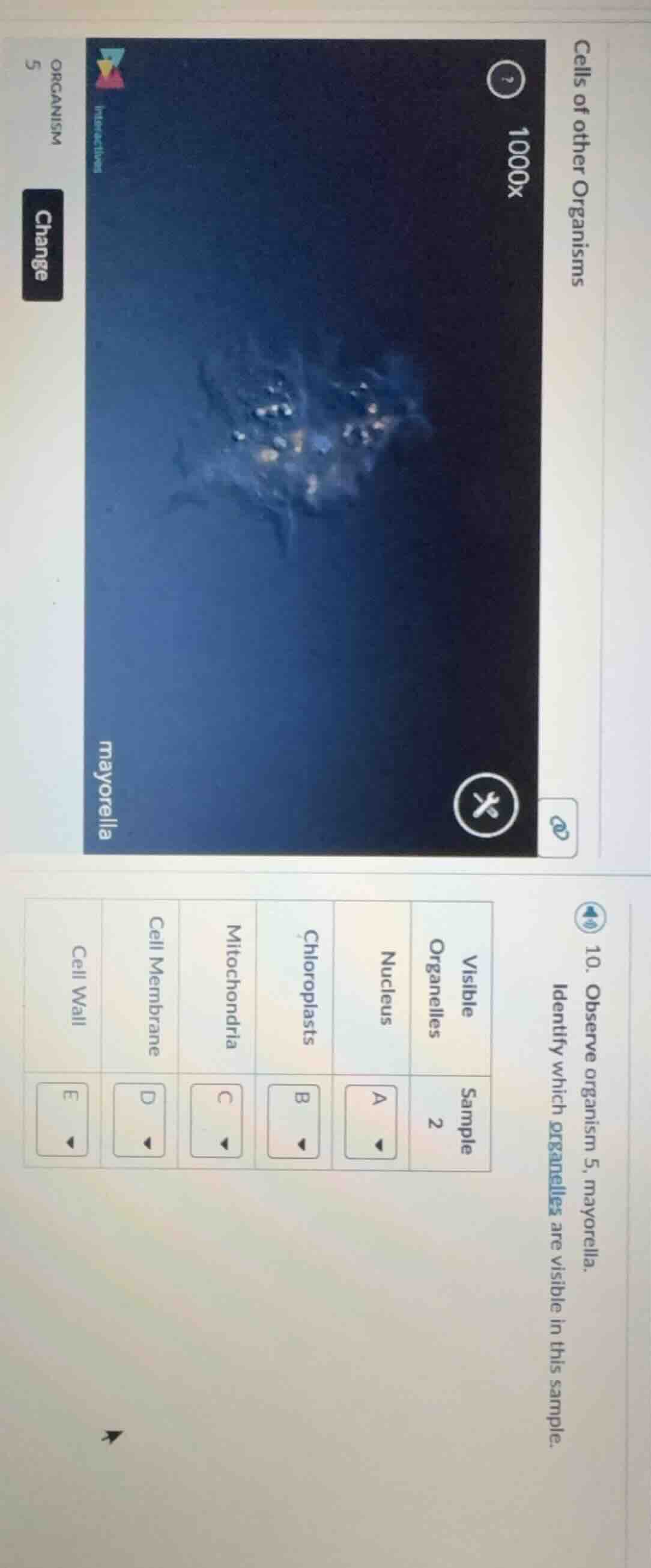 cells of other organisms 10. observe organism 5, mayorella. identify wh…