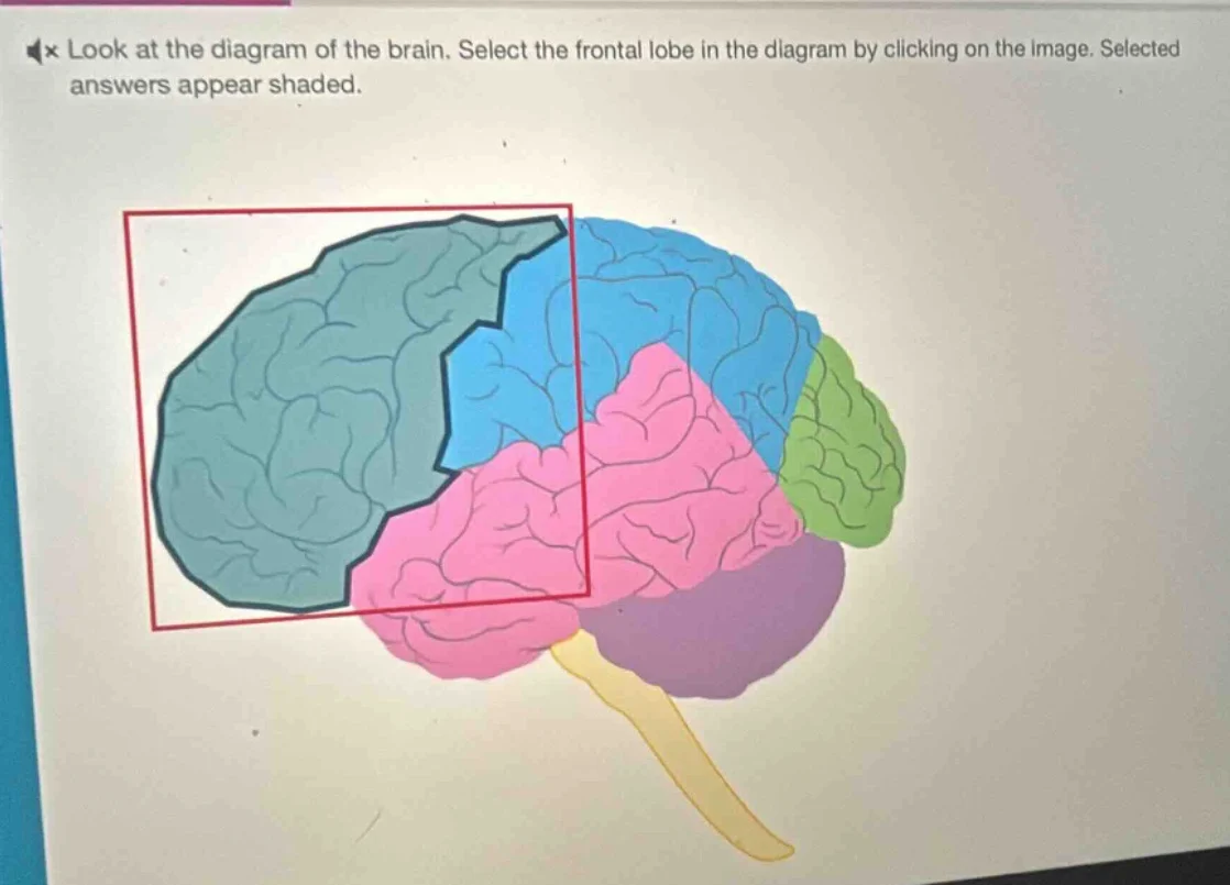 look at the diagram of the brain. select the frontal lobe in the diagra…