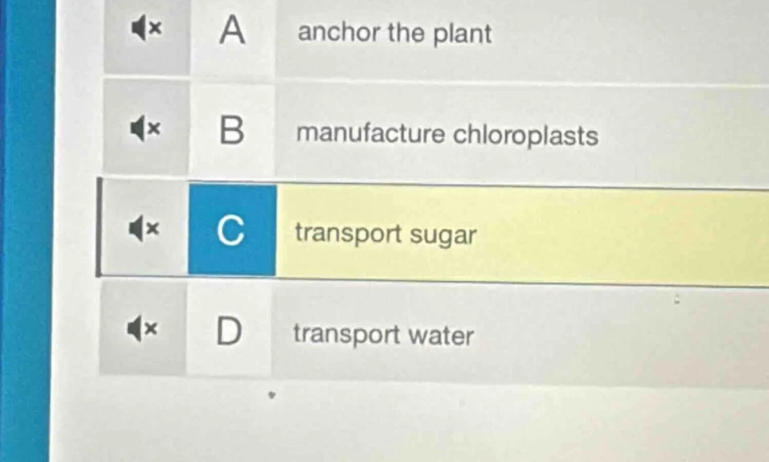 a anchor the plant b manufacture chloroplasts c transport sugar d trans…