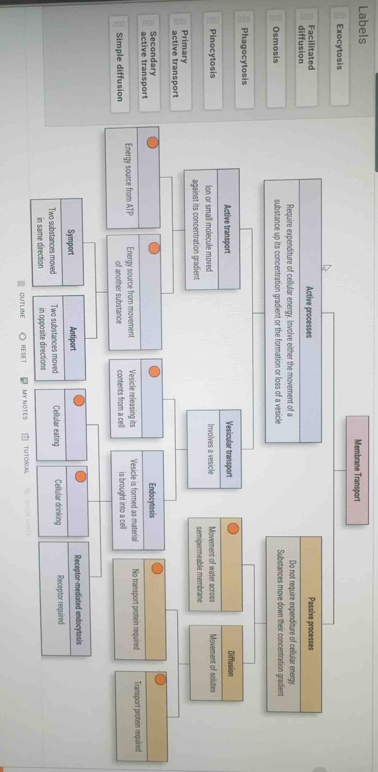 the chart is about membrane transport, including active processes and p…