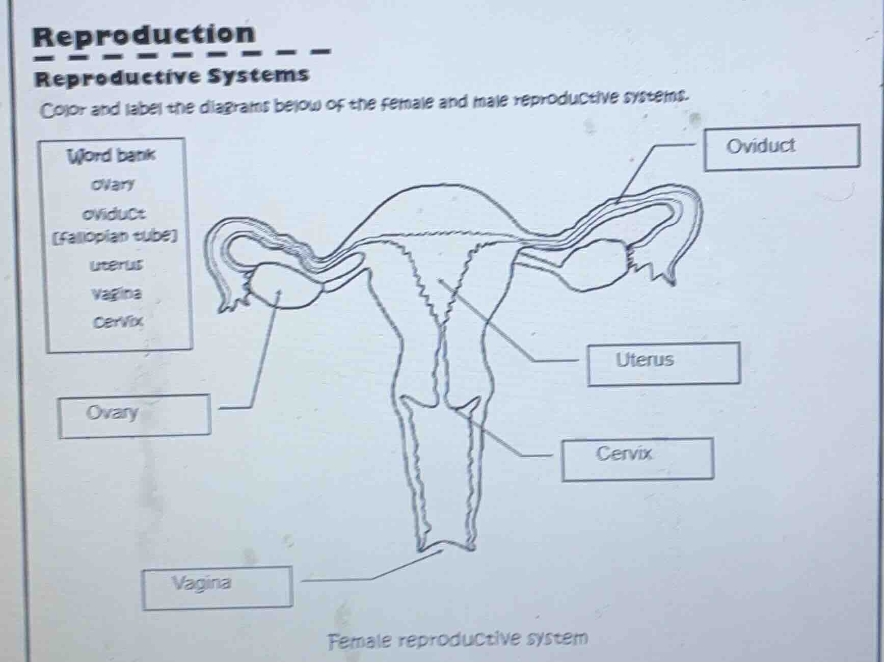 reproduction reproductive systems color and label the diagrams below of…
