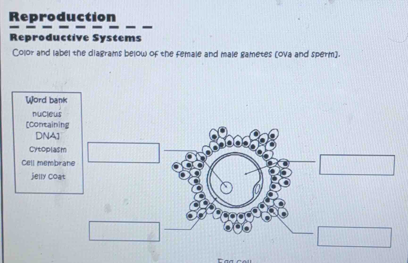 reproduction reproductive systems color and label the diagrams below of…