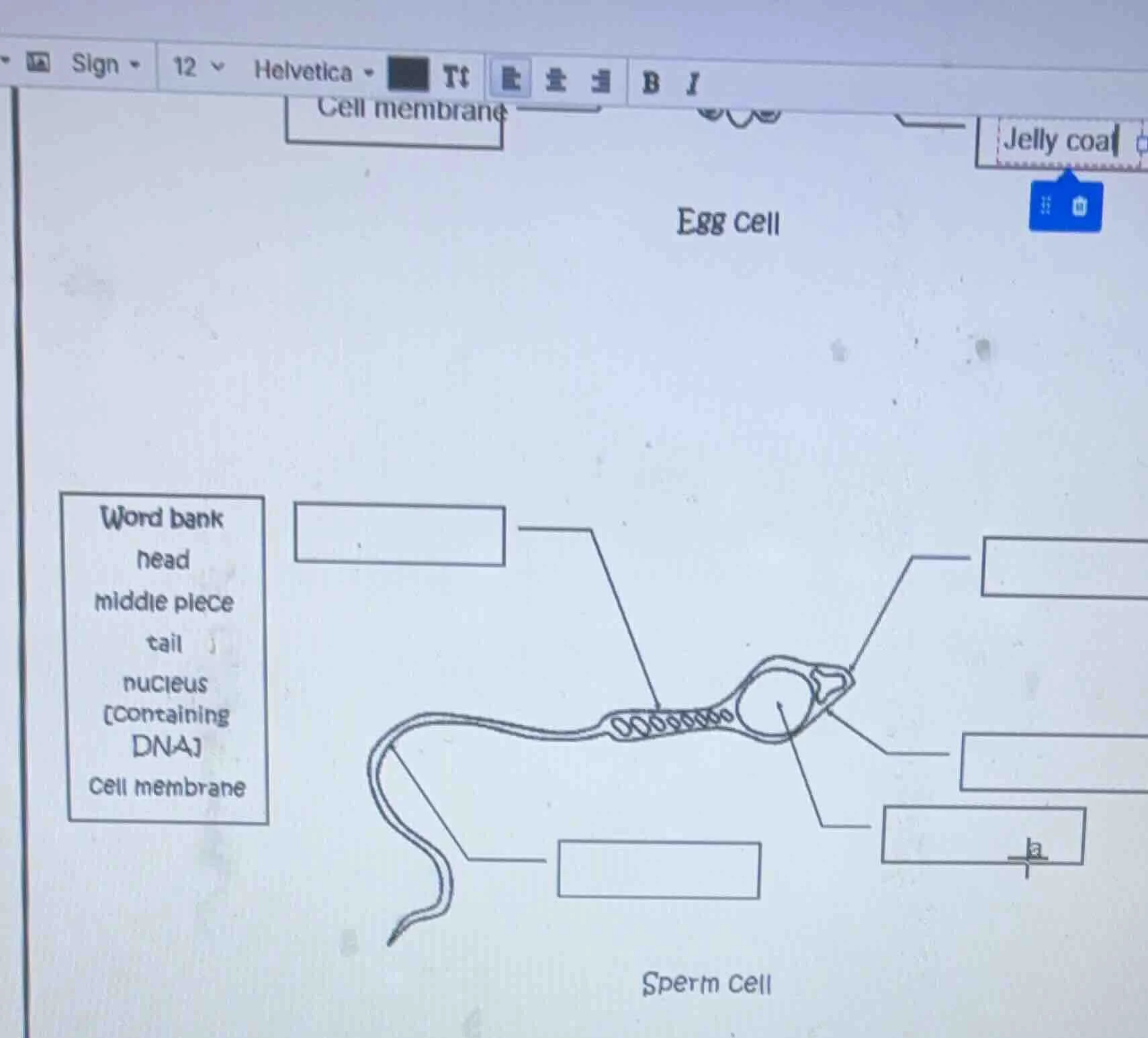word bank head middle piece tail nucleus containing dna cell membrane e…