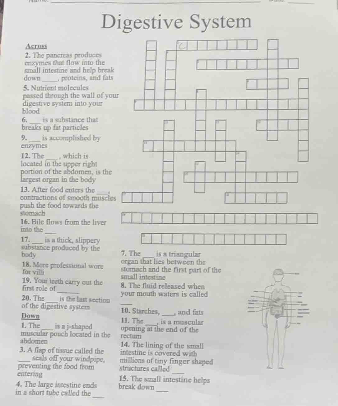 digestive system across 2. the pancreas produces enzymes that flow into…
