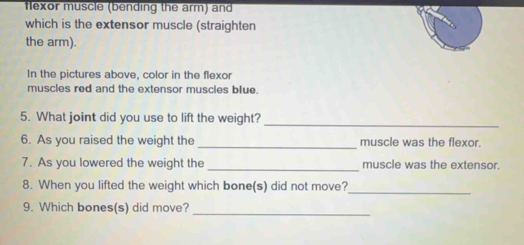 flexor muscle (bending the arm) and which is the extensor muscle (strai…