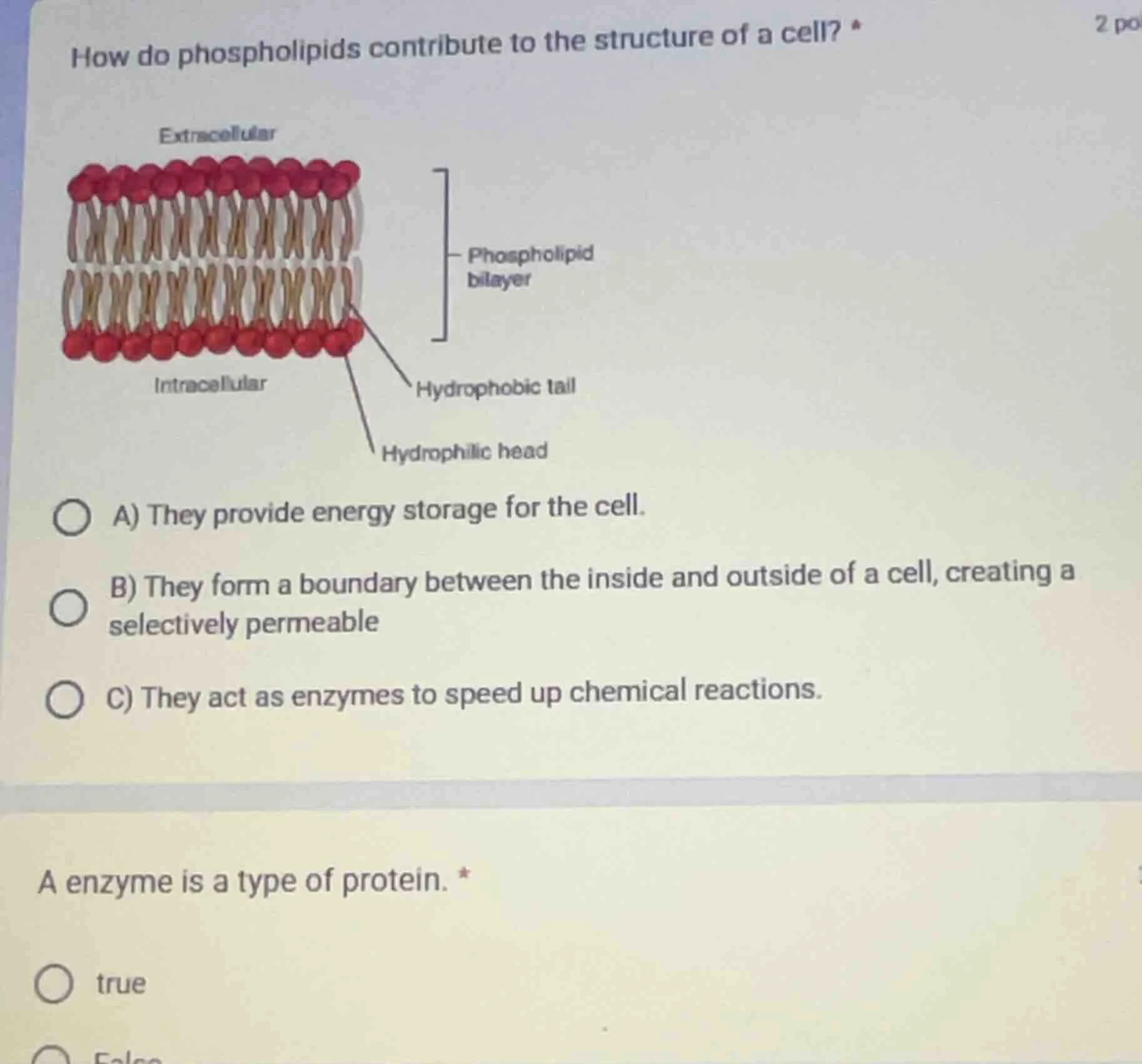 how do phospholipids contribute to the structure of a cell? extracellul…