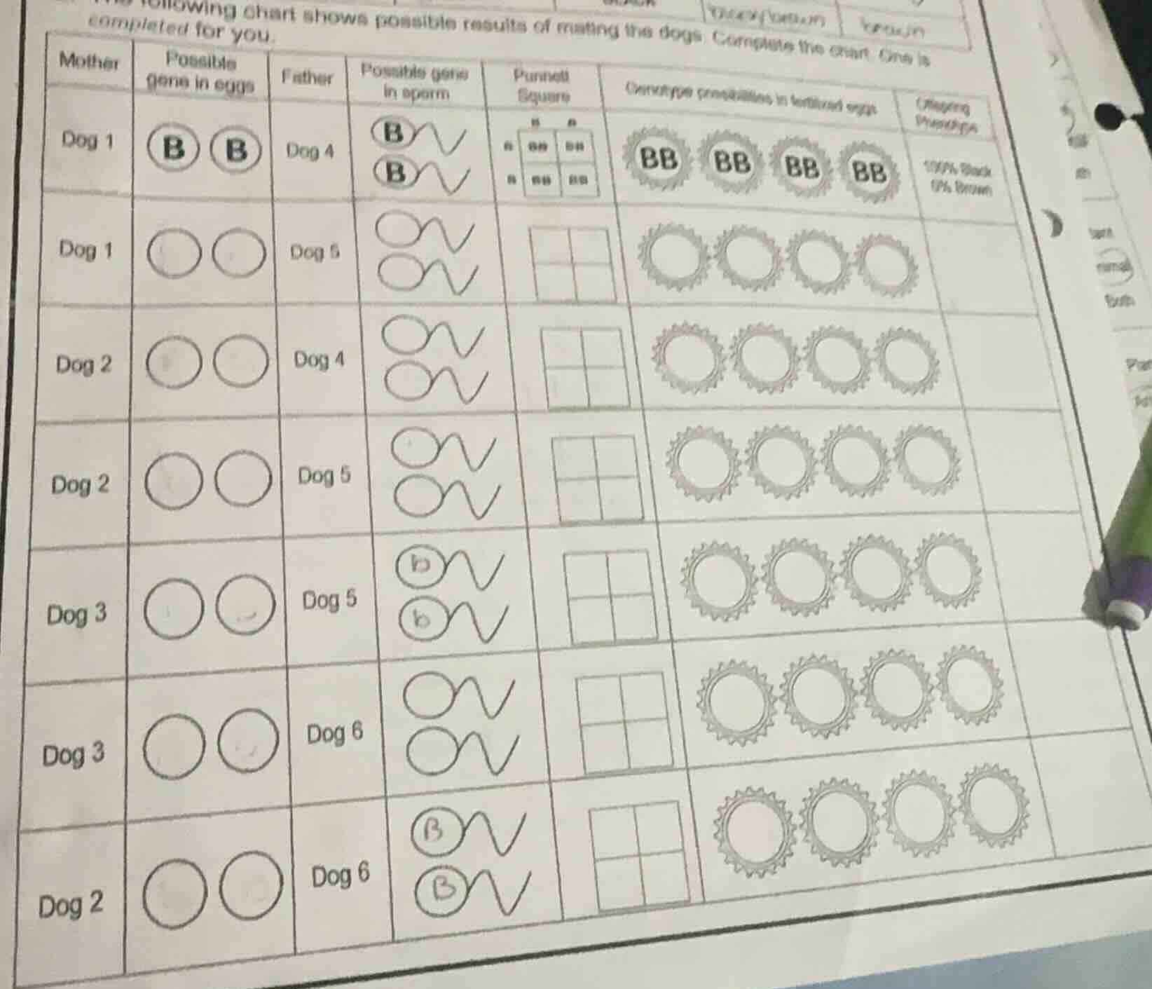 following chart shows possible results of mating the dogs. complete the…