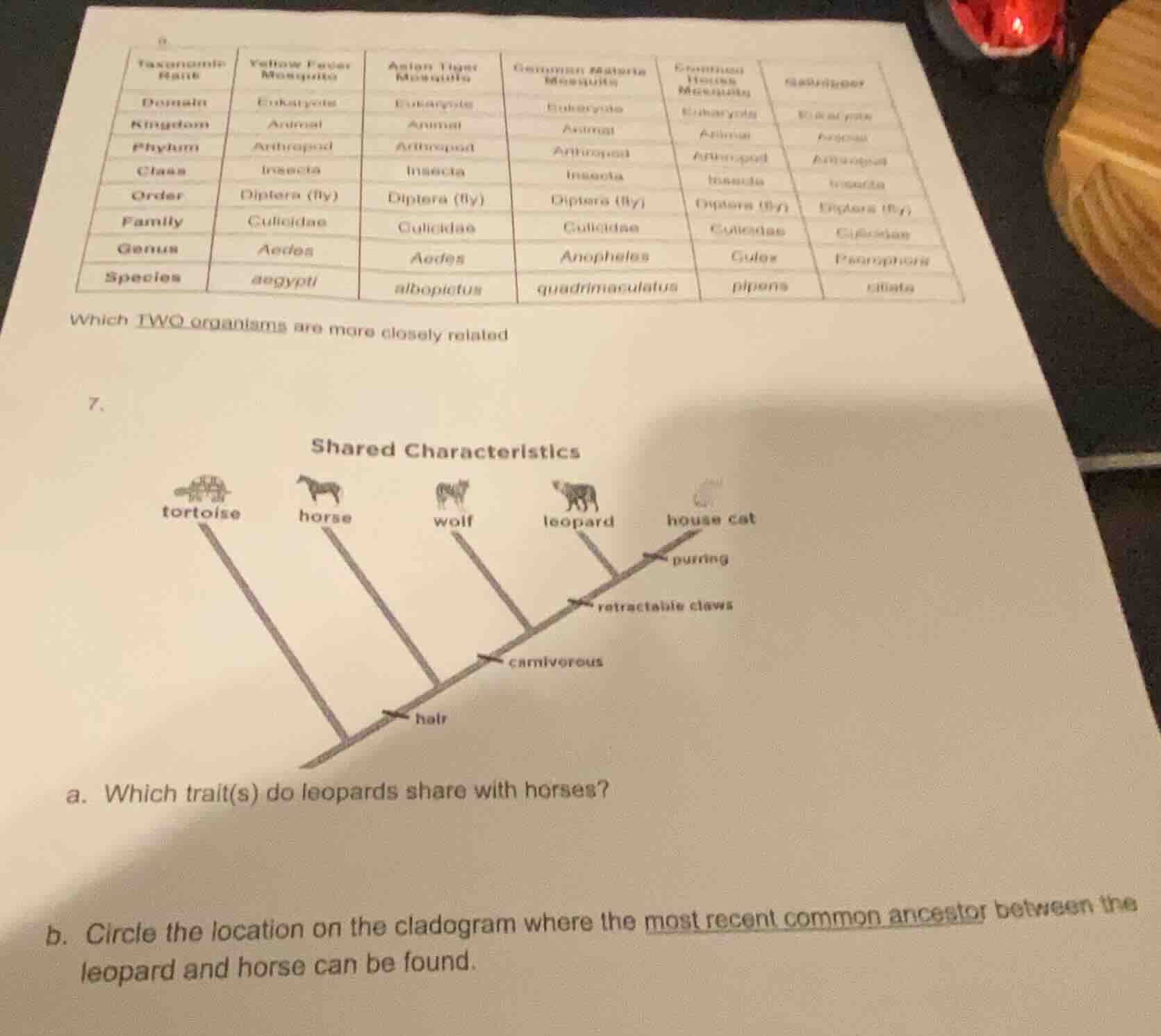 taxonomic rank yellow fever mosquito asian tiger mosquito common malari…