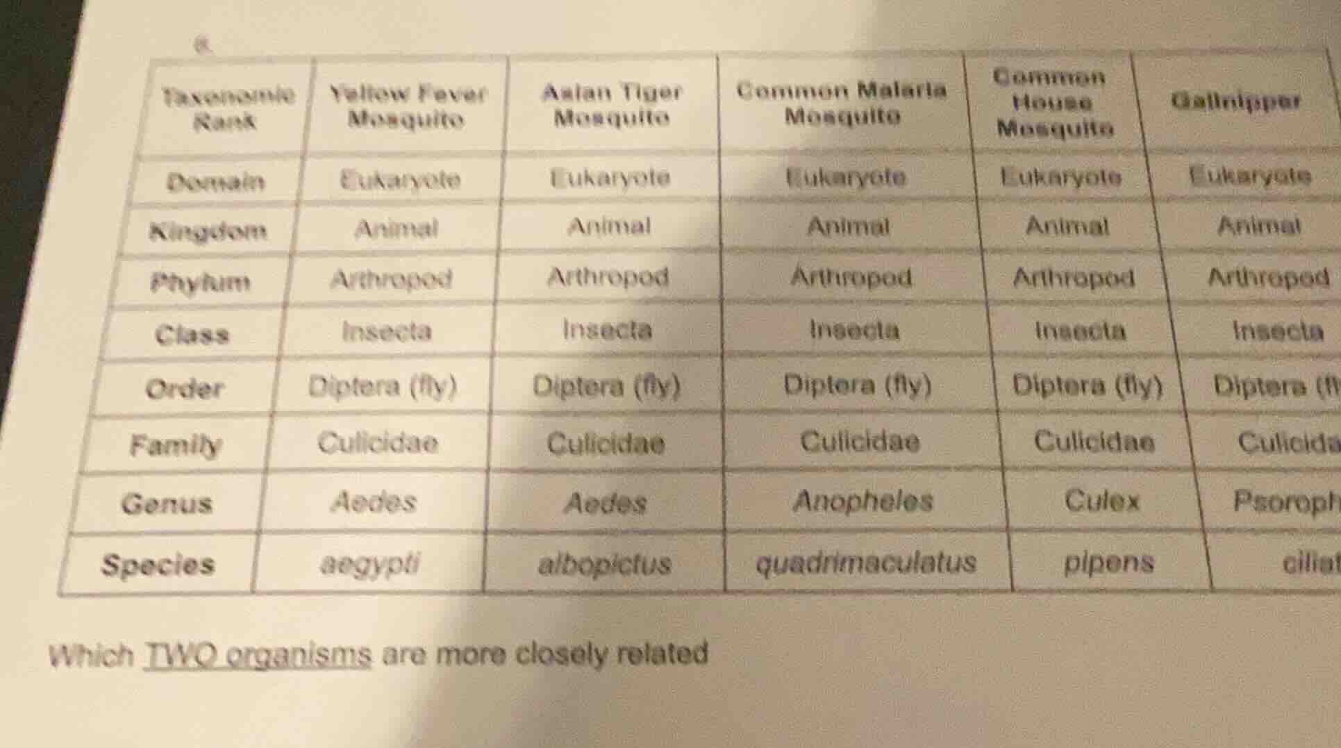 taxonomic rank yellow fever mosquito asian tiger mosquito common malari…
