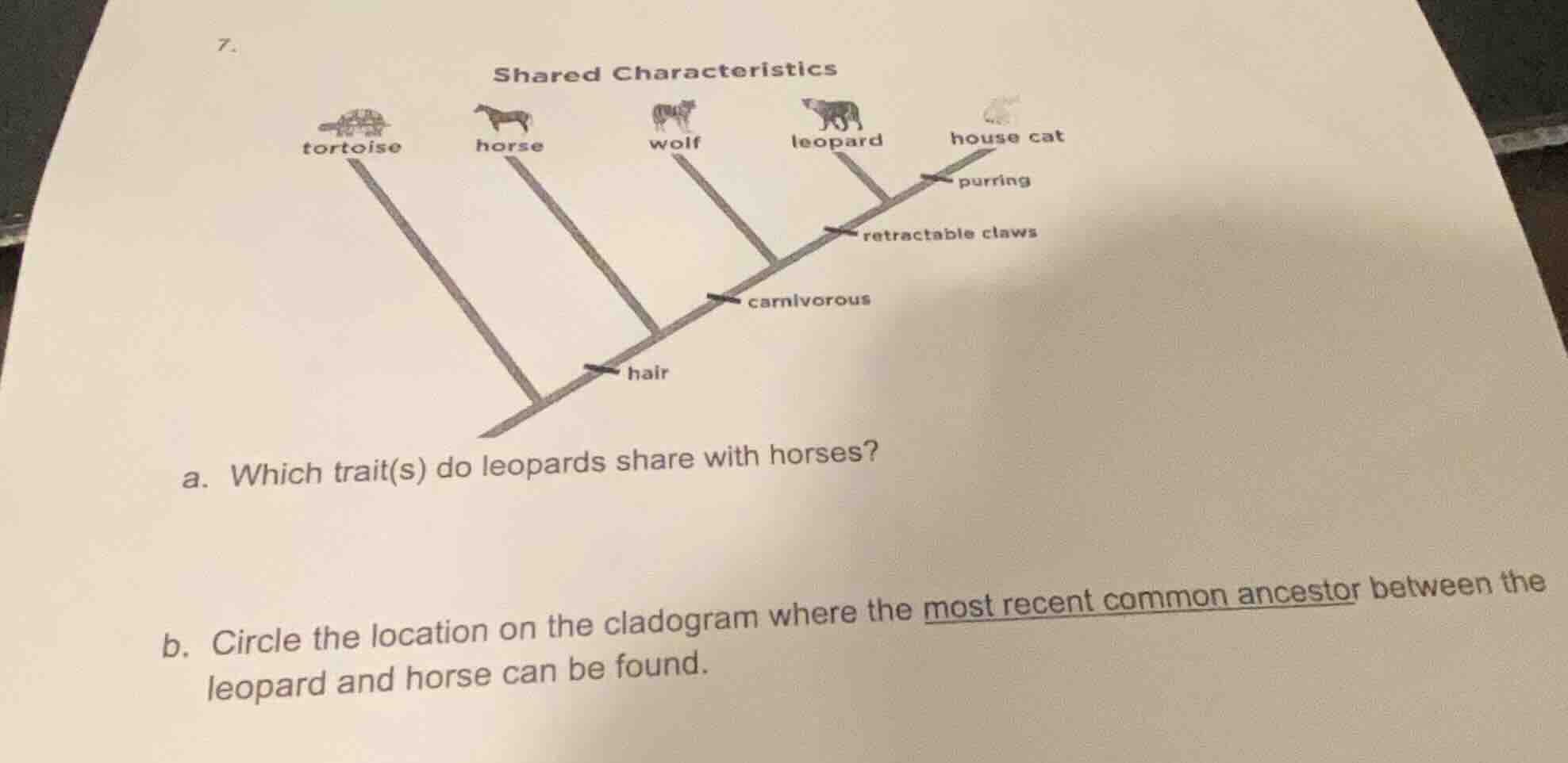 7. shared characteristics tortoise horse wolf leopard house cat purring…