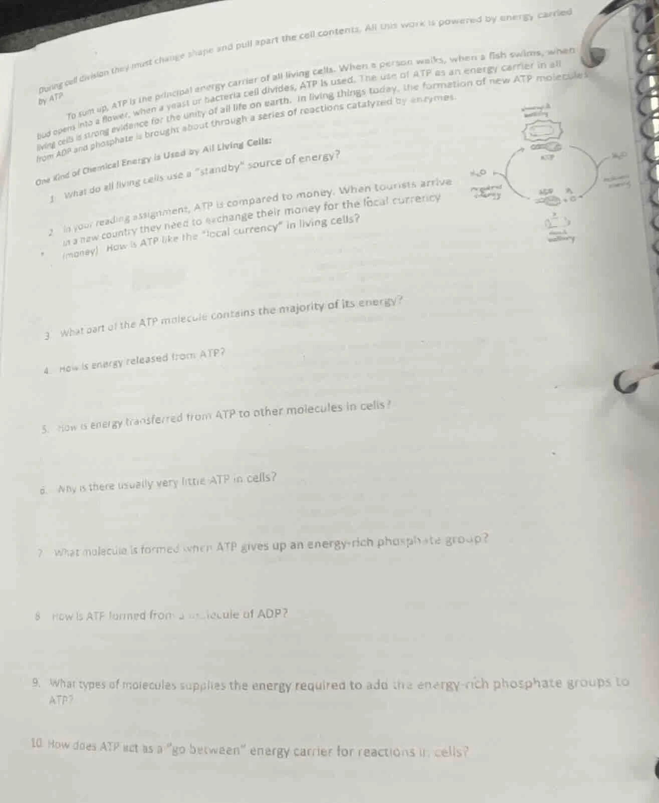 during cell division they must change shape and pull apart the cell con…