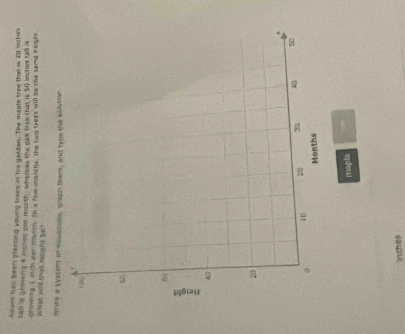 adrian has been planting young trees in his garden. the maple tree that…