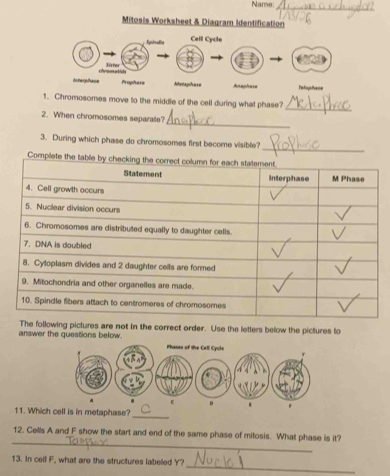 name: mitosis worksheet & diagram identification cell cycle interphase …