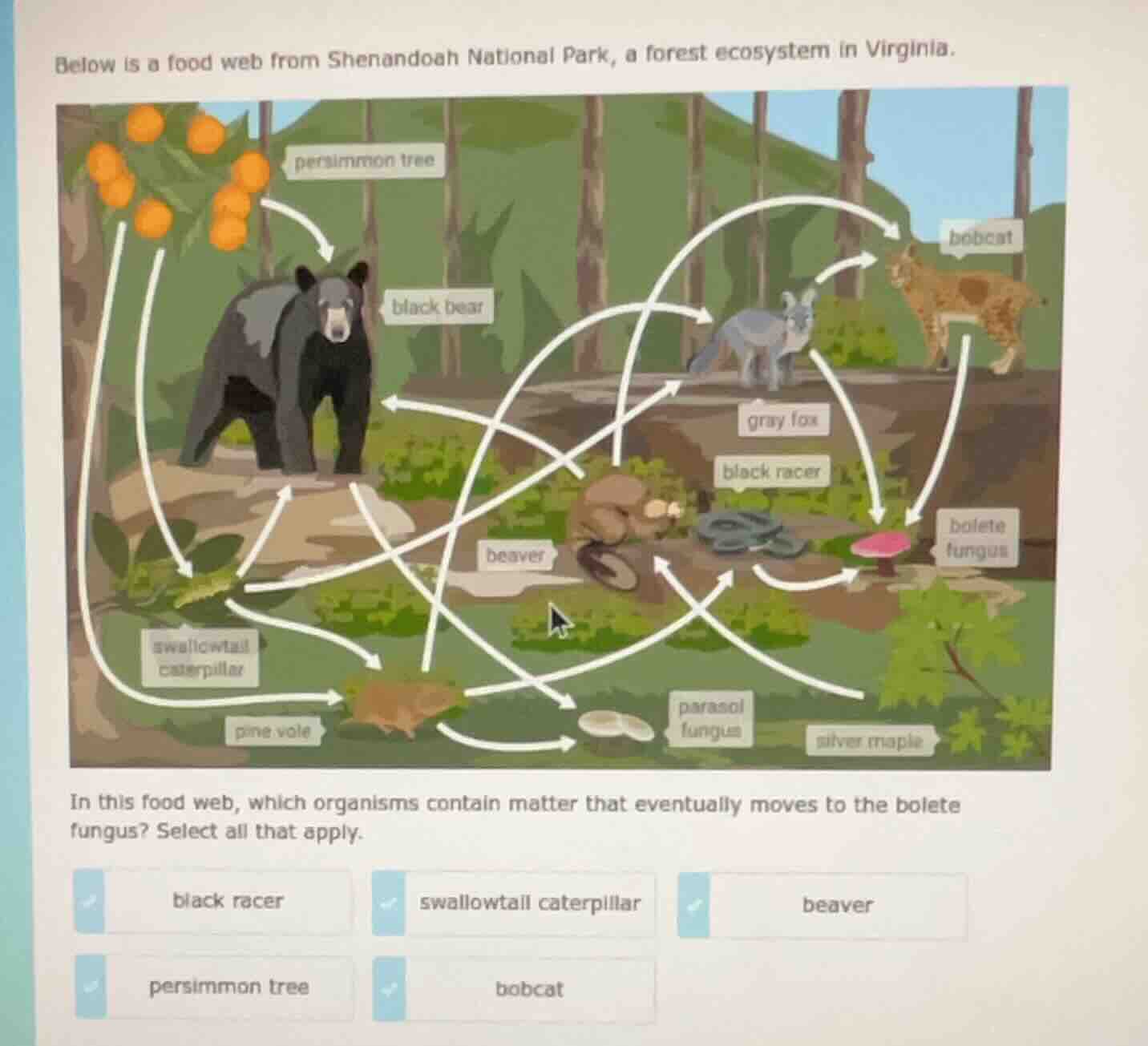 below is a food web from shenandoah national park, a forest ecosystem i…