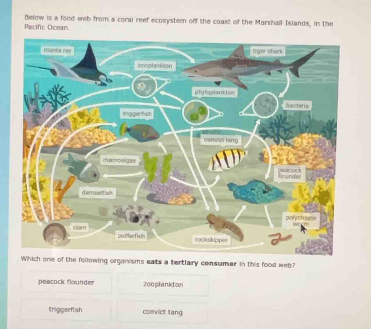 below is a food web from a coral reef ecosystem off the coast of the ma…