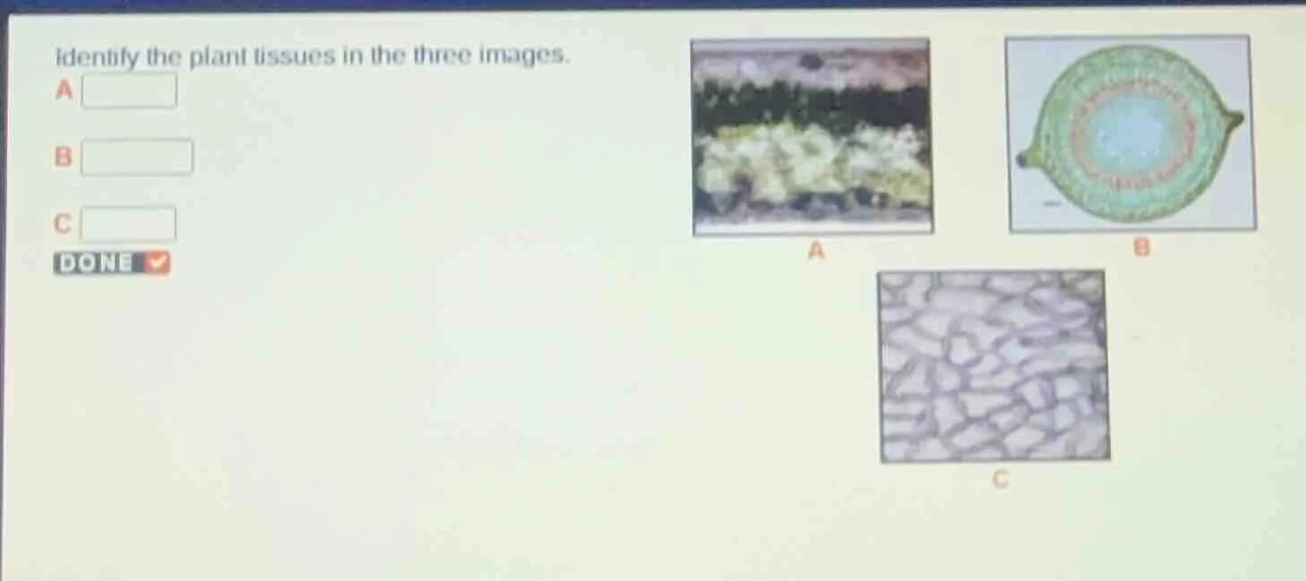 identify the plant tissues in the three images. a b c done
