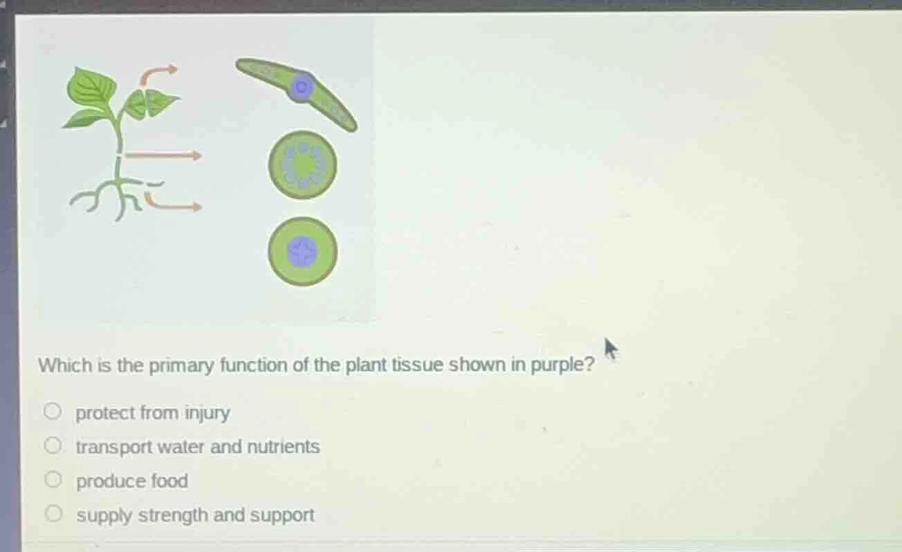 which is the primary function of the plant tissue shown in purple? prot…
