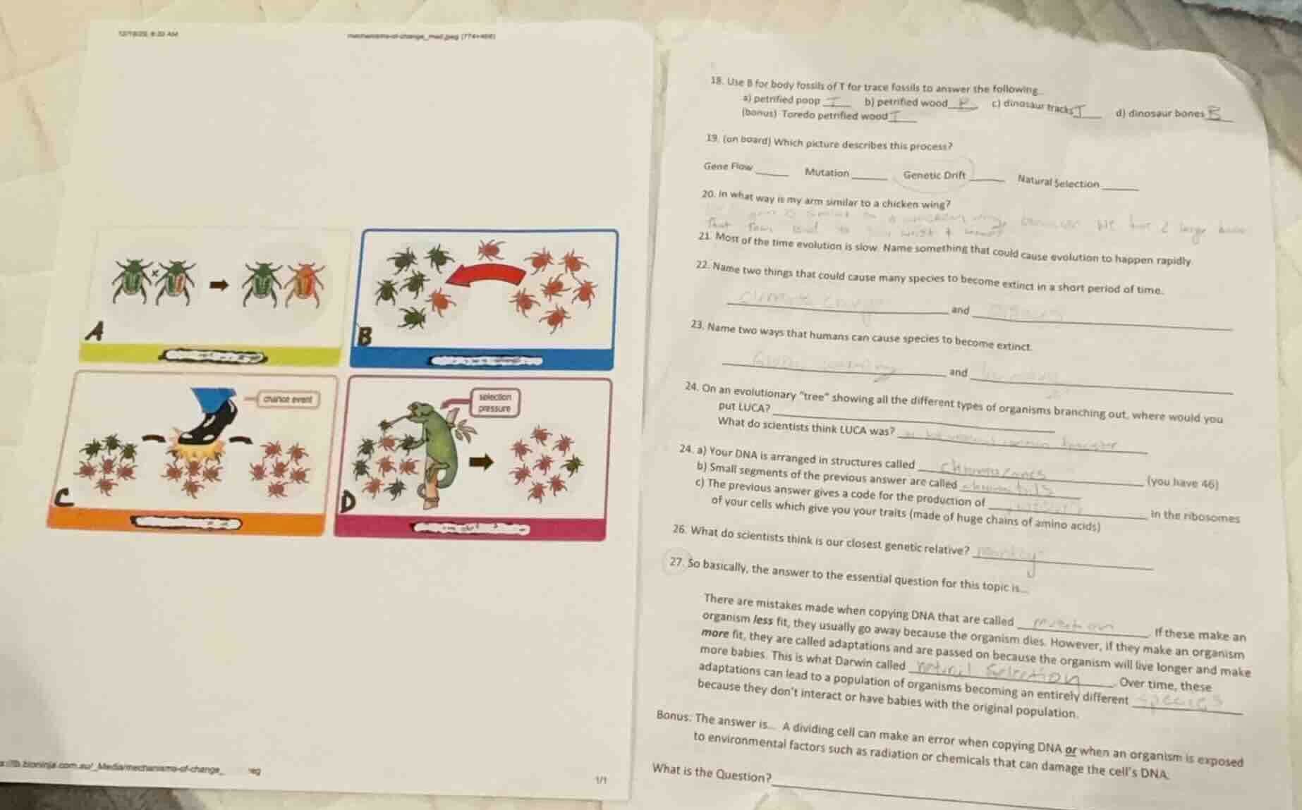 18. use b for body fossils of t for trace fossils to answer the followi…