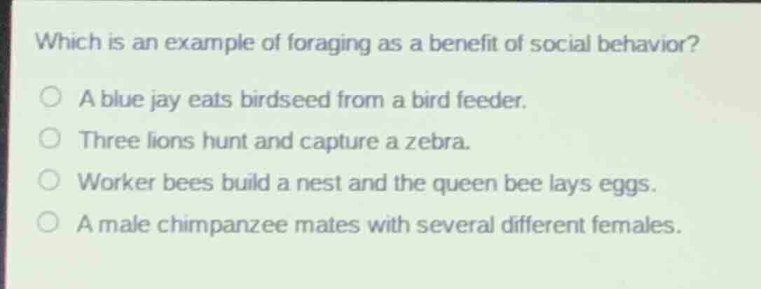 which is an example of foraging as a benefit of social behavior? a blue…