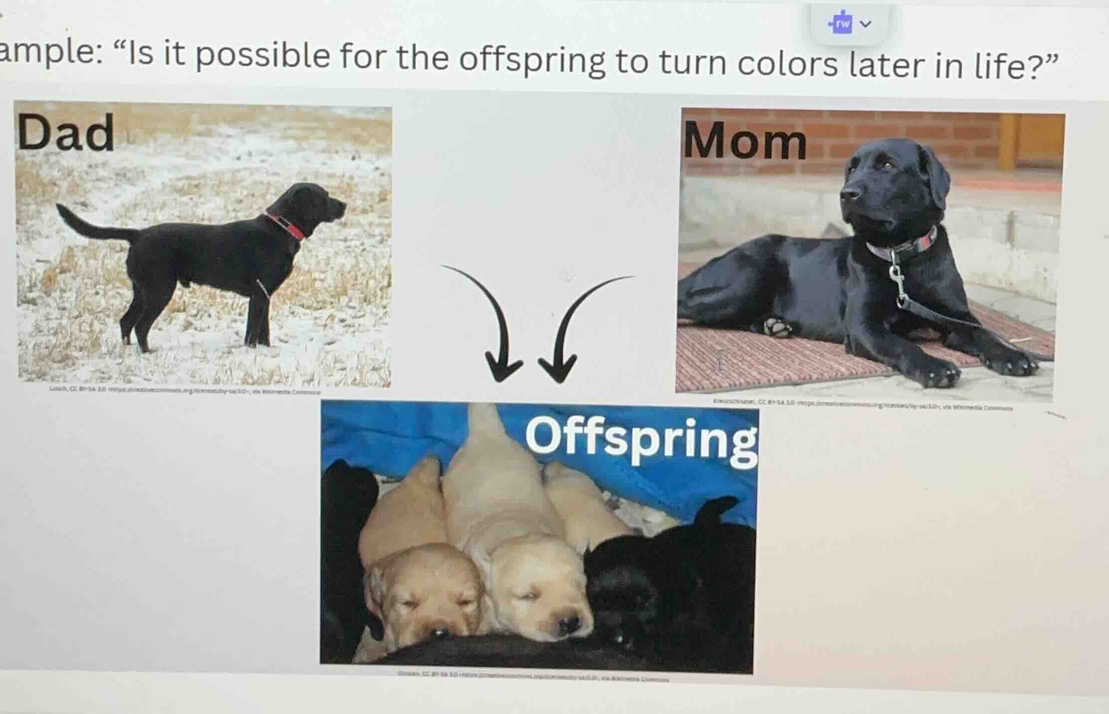 ample: “is it possible for the offspring to turn colors later in life?”