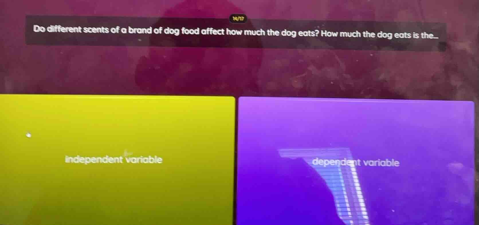 do different scents of a brand of dog food affect how much the dog eats…