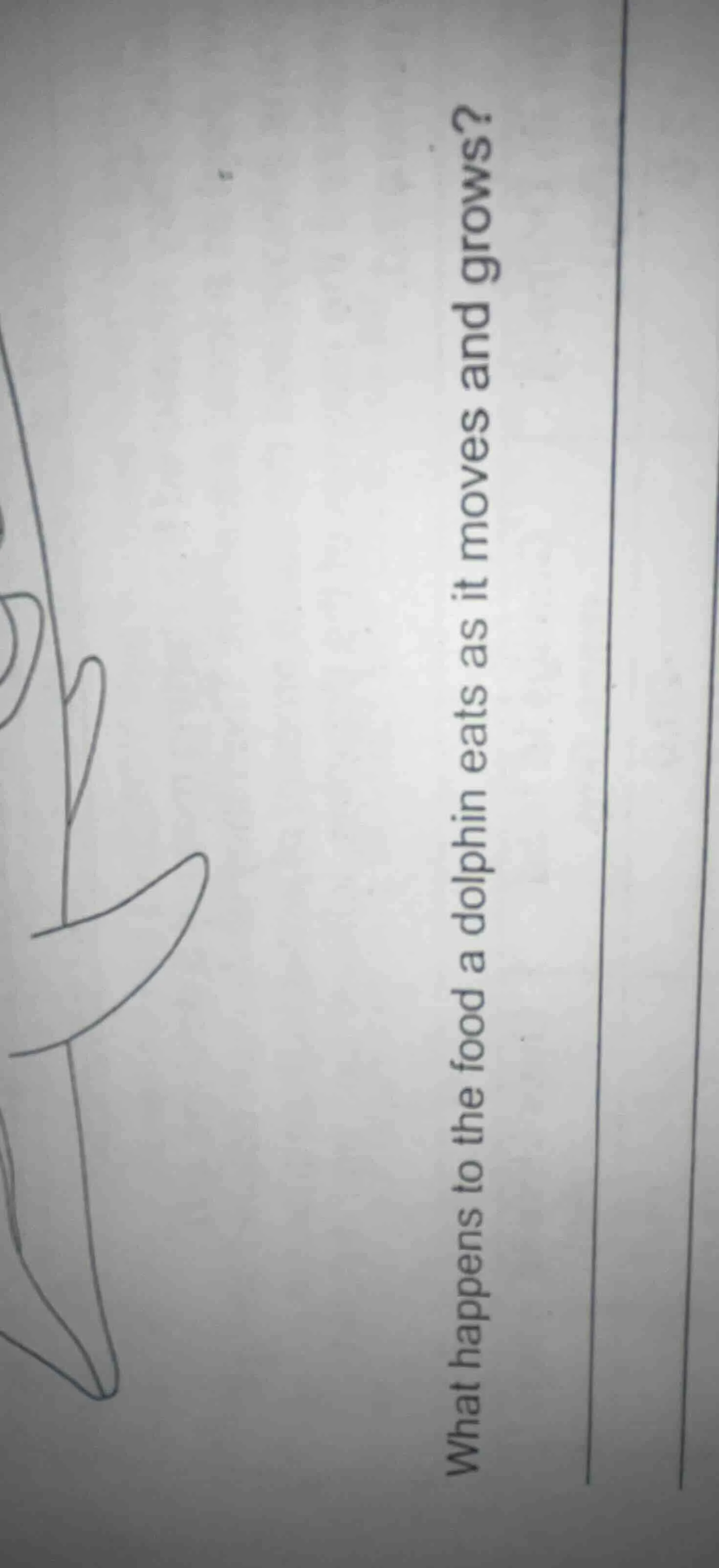 what happens to the food a dolphin eats as it moves and grows?