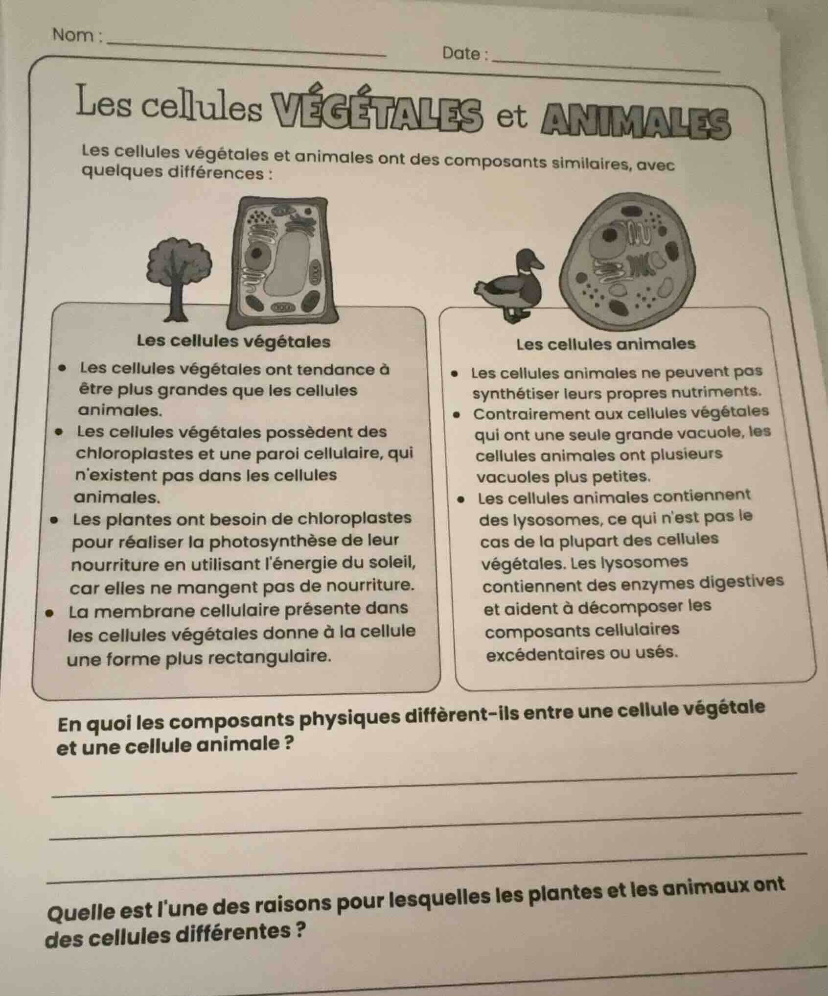 nom : date : les cellules végétales et animales les cellules végétales …