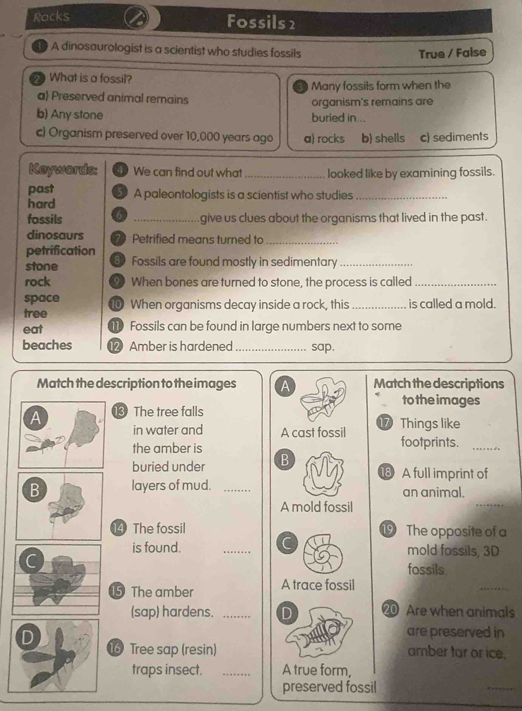 rocks fossils 2 1 a dinosaurologist is a scientist who studies fossils …