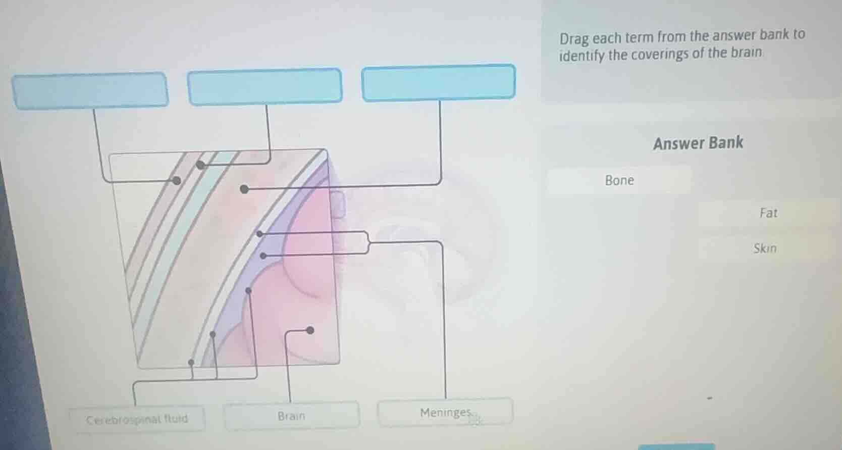 drag each term from the answer bank to identify the coverings of the br…
