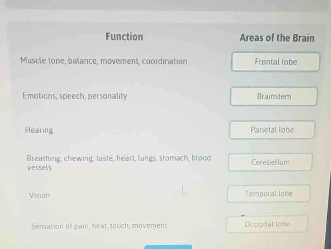 function areas of the brain muscle tone, balance, movement, coordinatio…