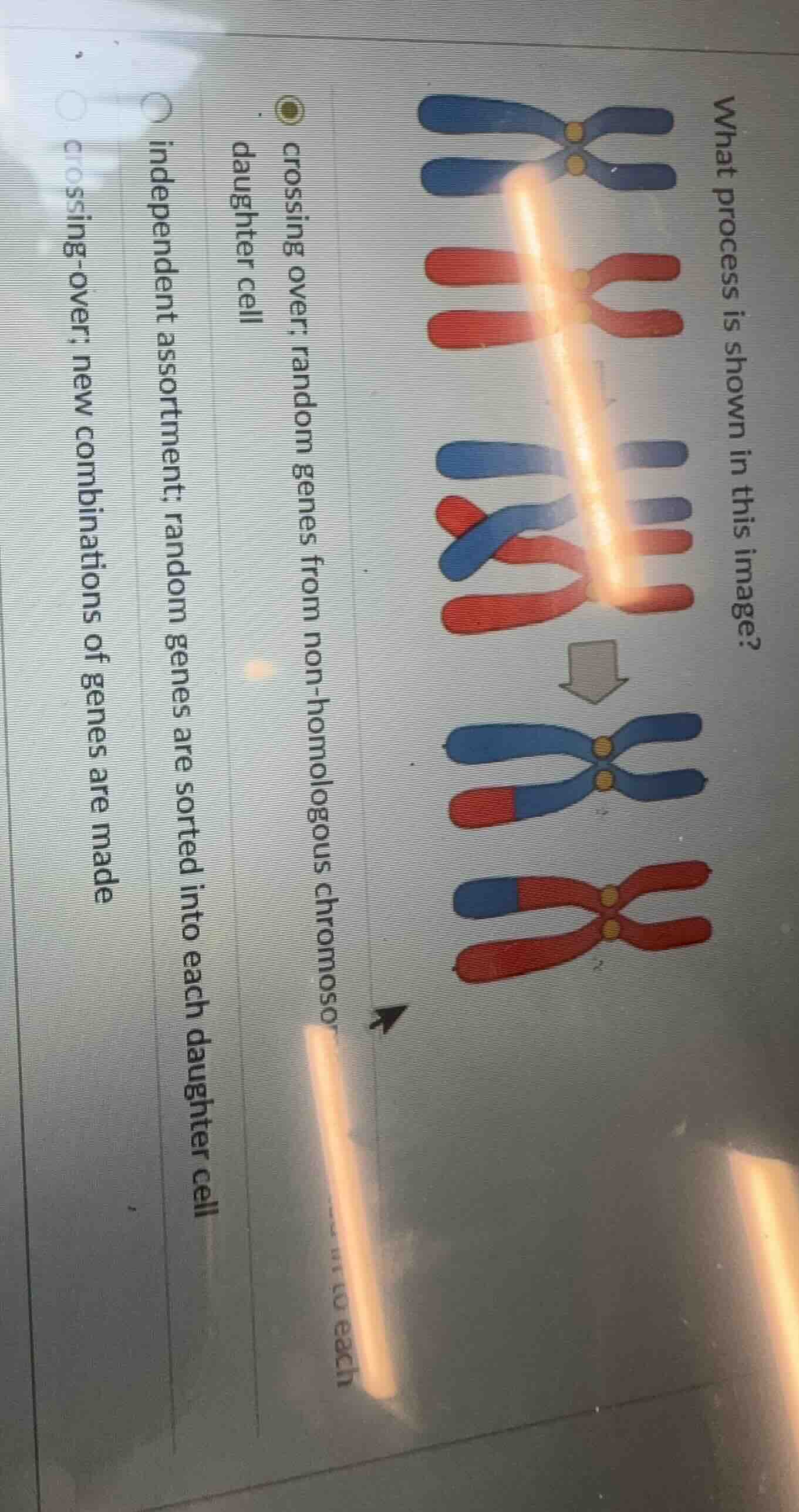 what process is shown in this image? options: crossing over; random gen…