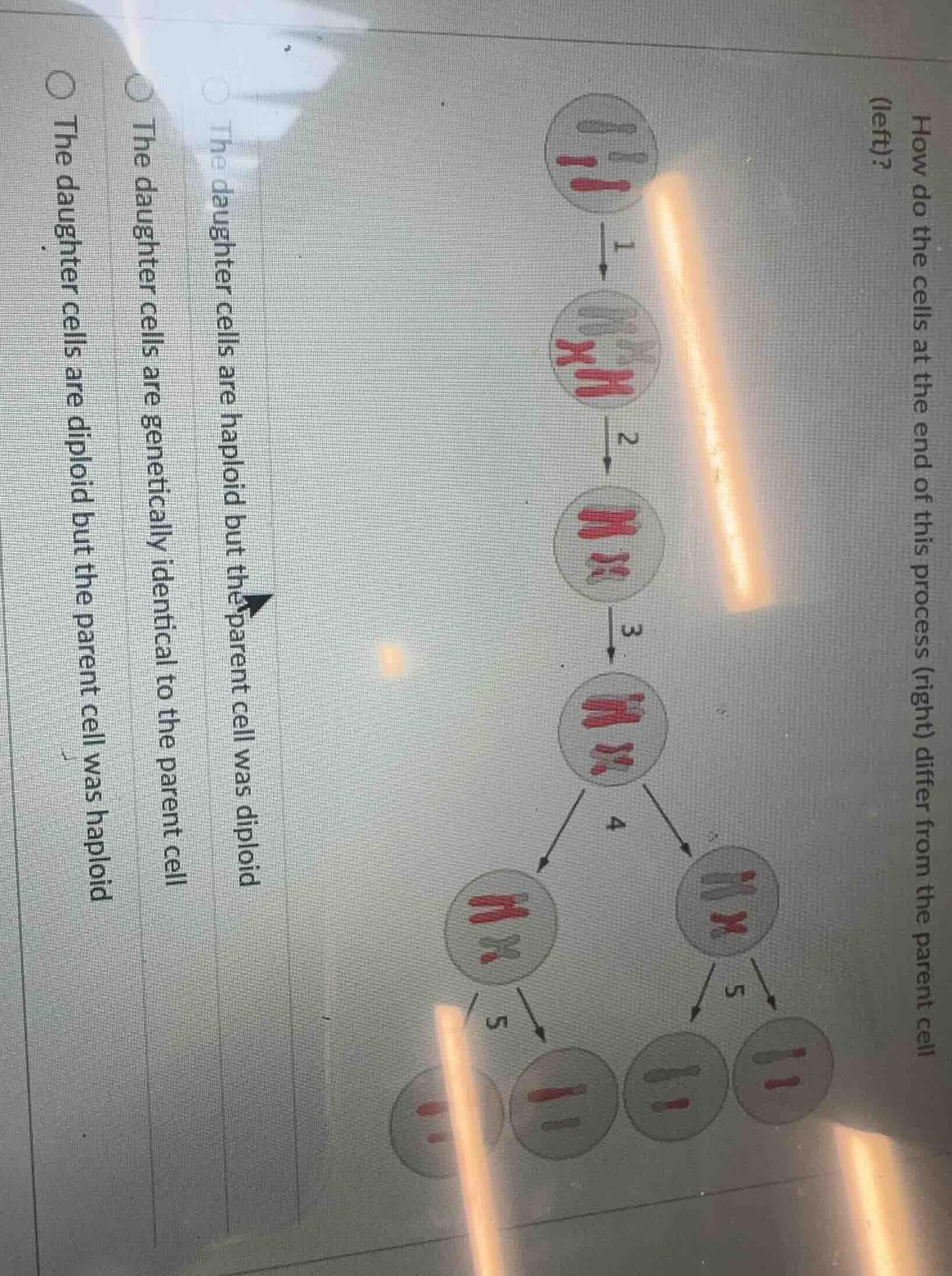 how do the cells at the end of this process (right) differ from the par…