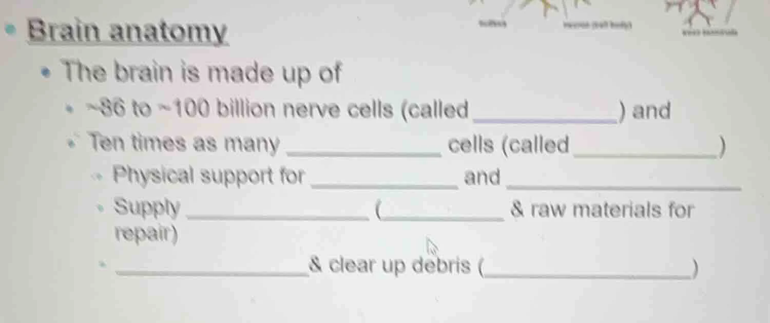 brain anatomy - the brain is made up of - ~86 to ~100 billion nerve cel…