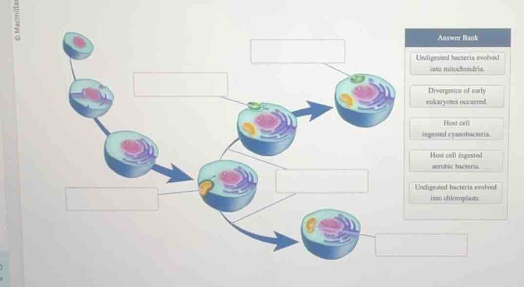 answer bank un digested bacteria evolved into mitochondria. divergence …