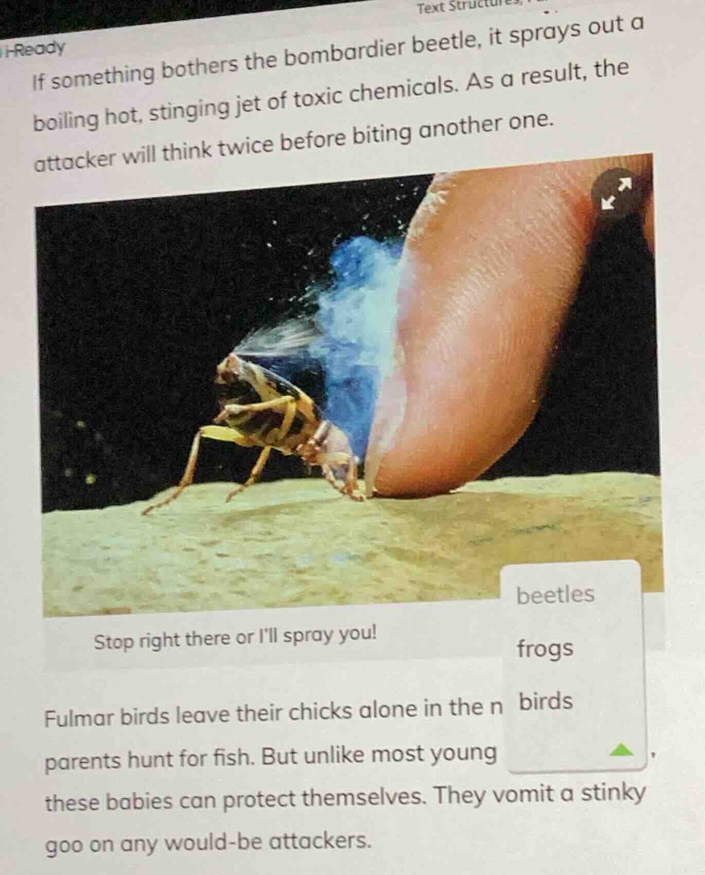 if something bothers the bombardier beetle, it sprays out a boiling hot…