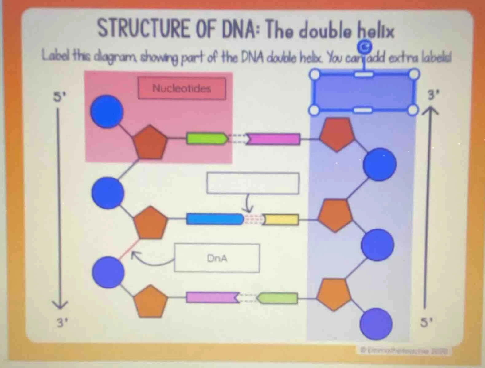 structure of dna: the double helix label this diagram, showing part of …