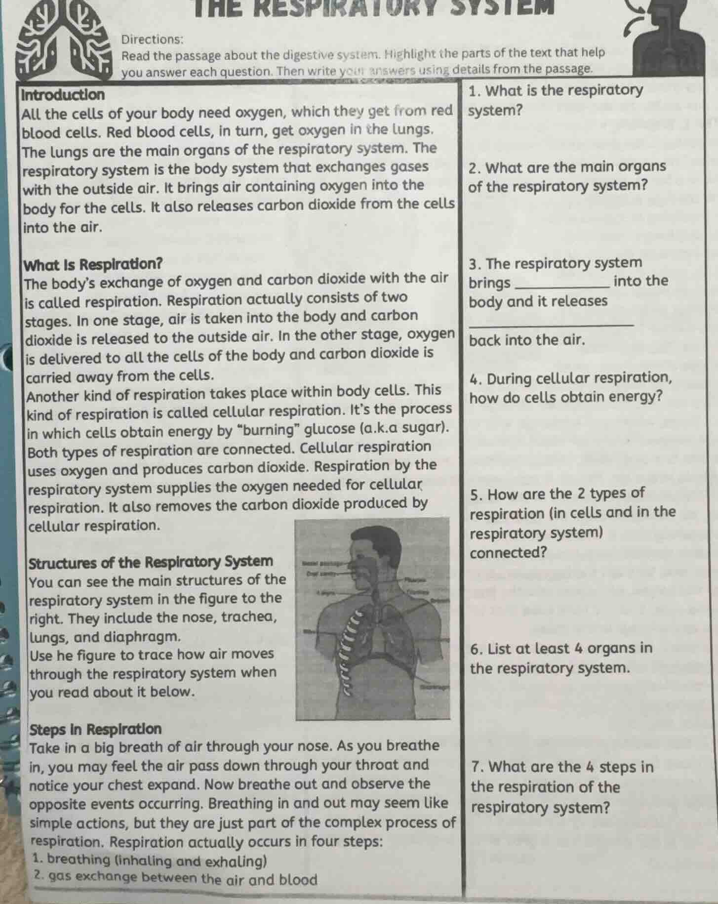 the respiratory system directions: read the passage about the digestive…