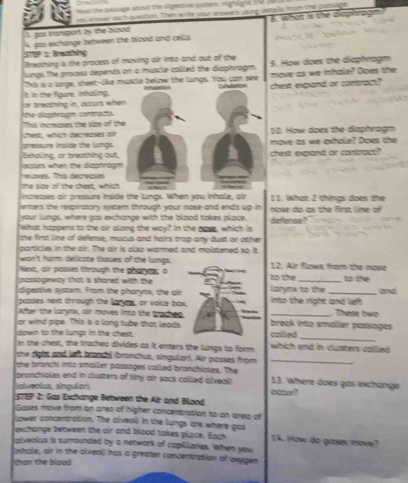 directions read the passage about the digestive system. highlight the..…