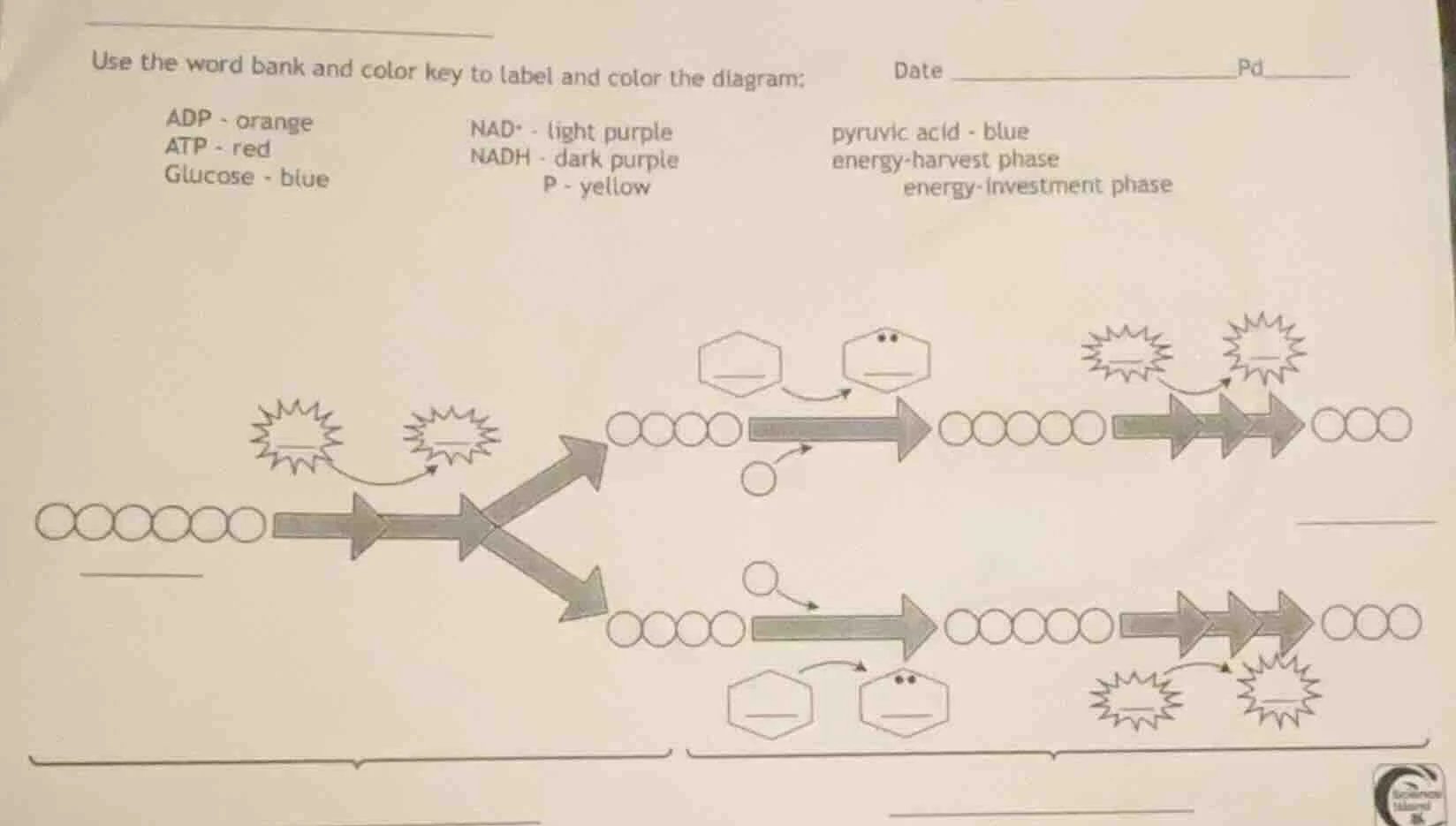 use the word bank and color key to label and color the diagram; date pd…