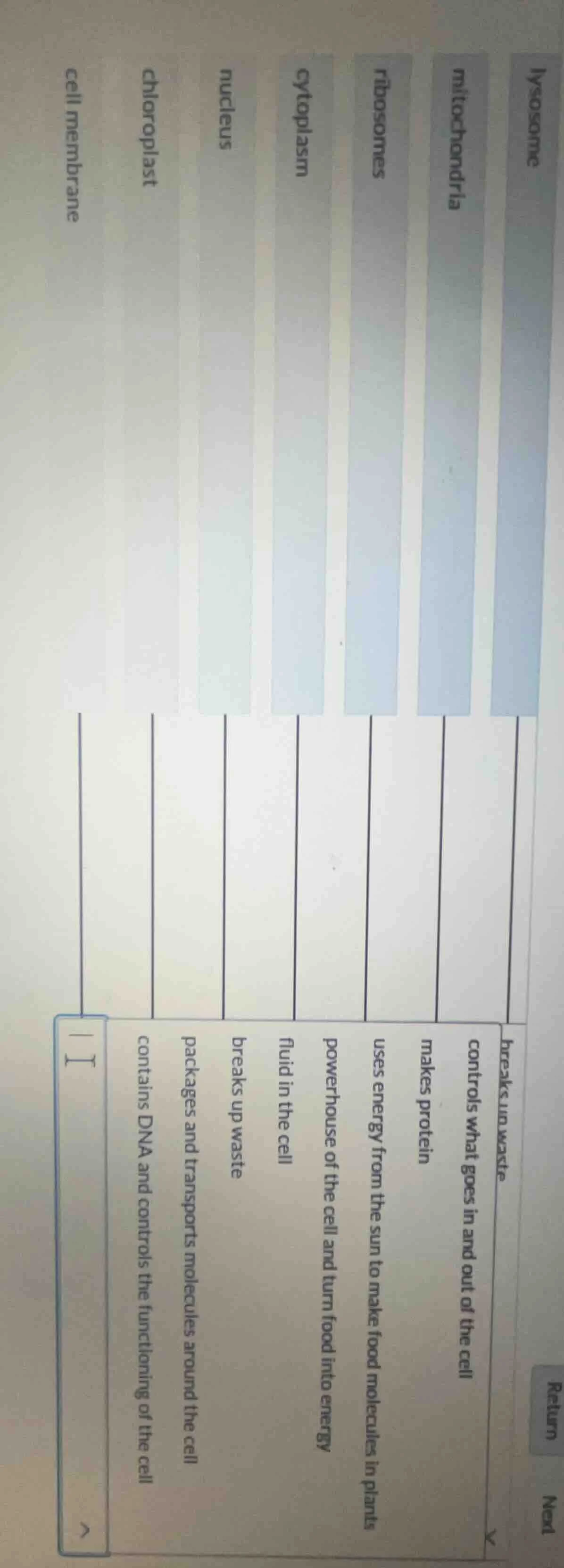 lysosome mitochondria ribosomes cytoplasm nucleus chloroplast cell memb…